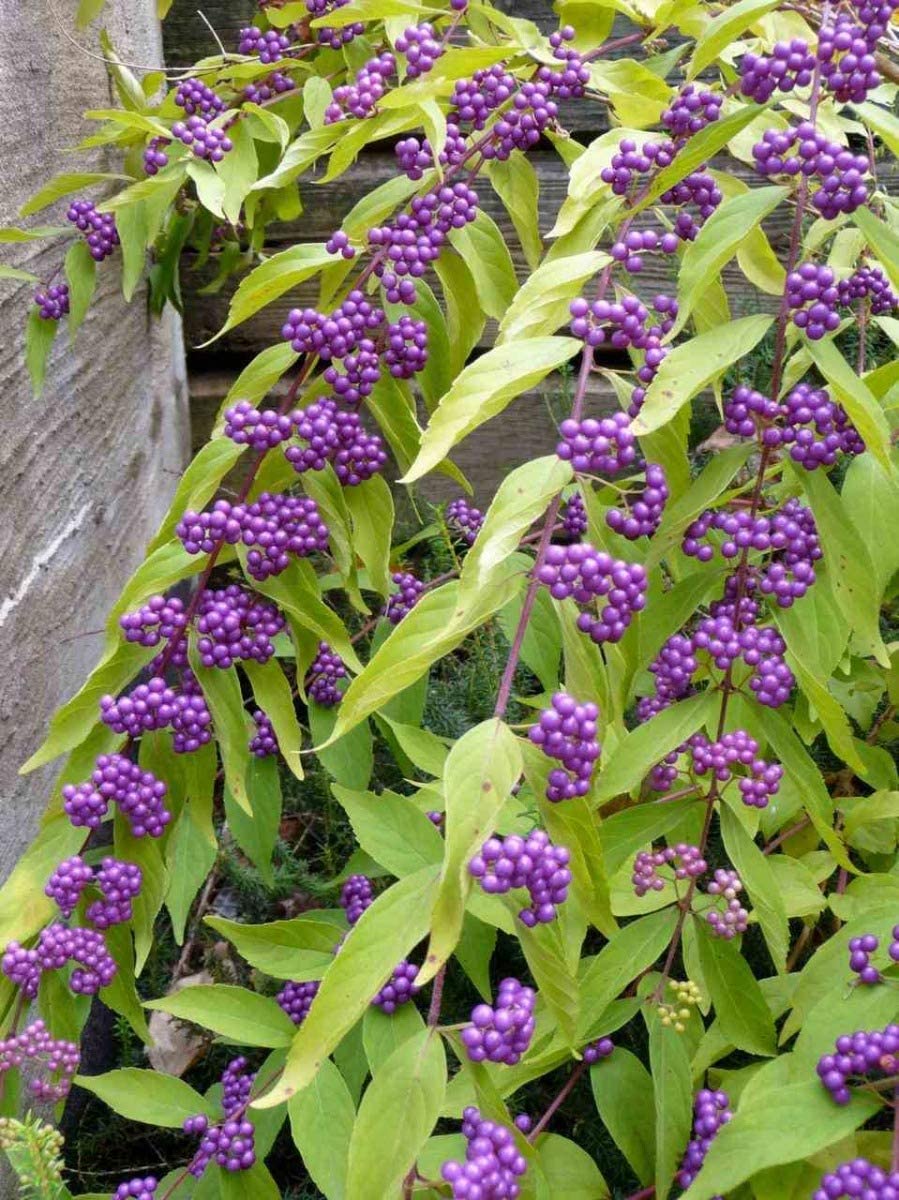 dicotoma Issai - Pistoia Verde