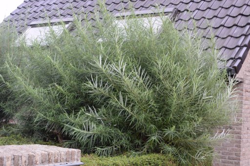 elaeagnos Angustifolia (S. lavandul. var. rosmarinifolia) - Pistoia Verde