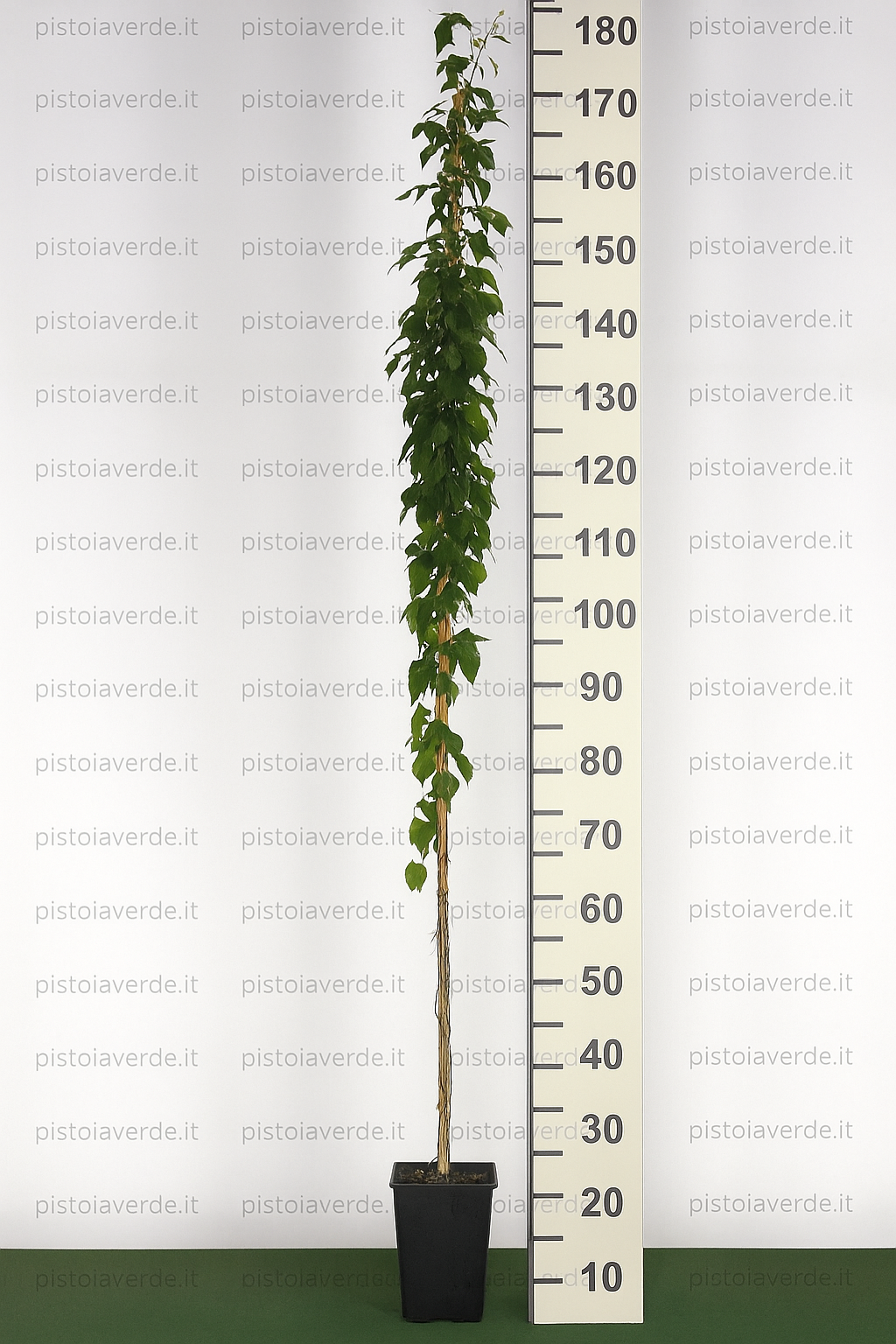 fallopia - Pistoia Verde