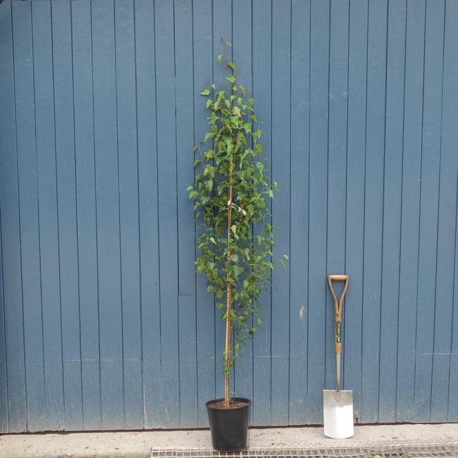 fastigiata Joes ® 'Jolep1' - Pistoia Verde