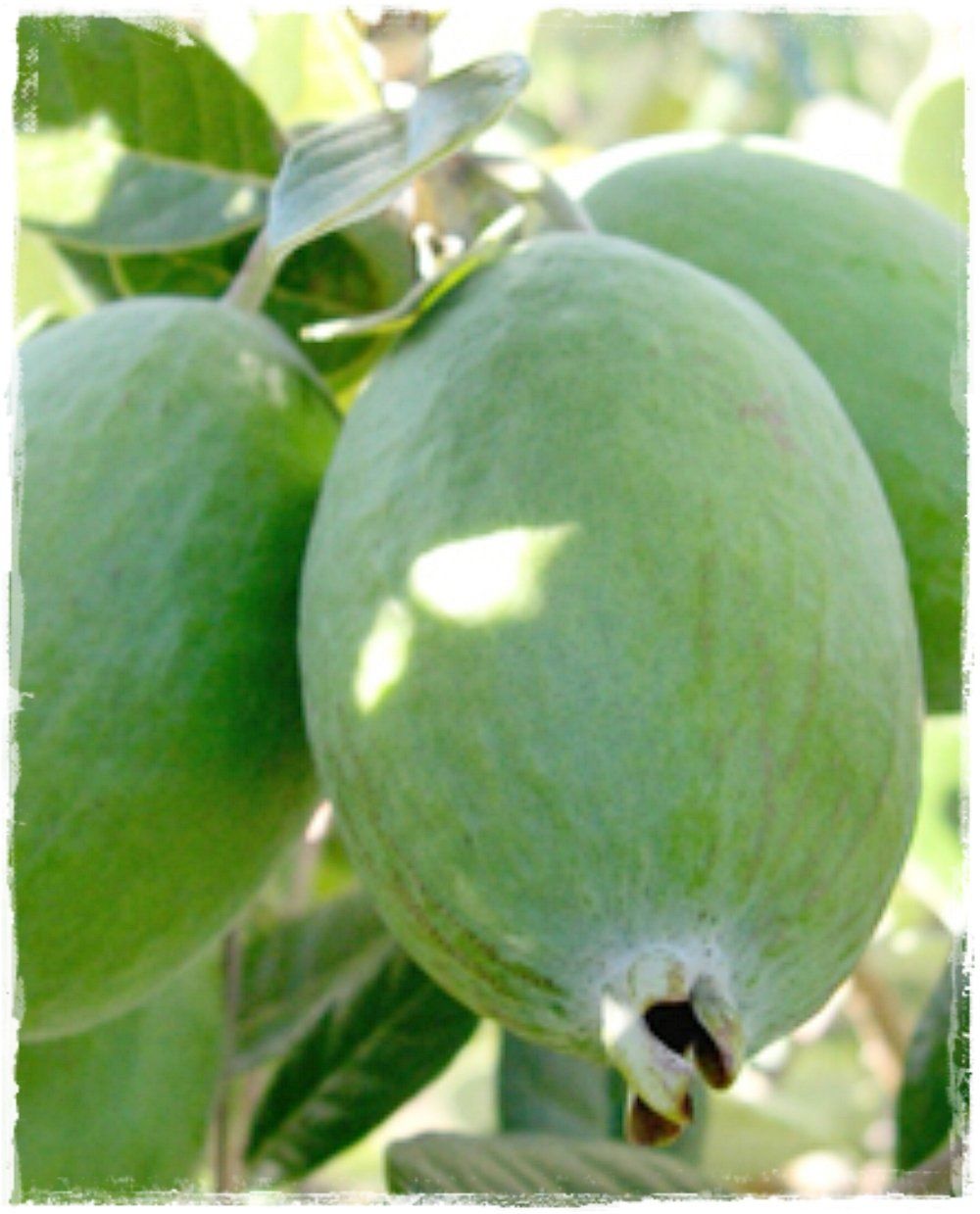 feijoa 3 - Pistoia Verde
