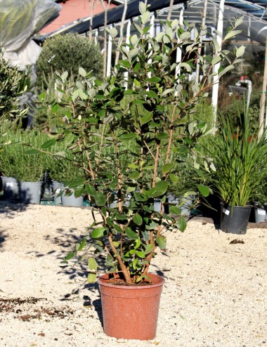 feijoa-sellowiana-o-vaso-24-cm- - Pistoia Verde