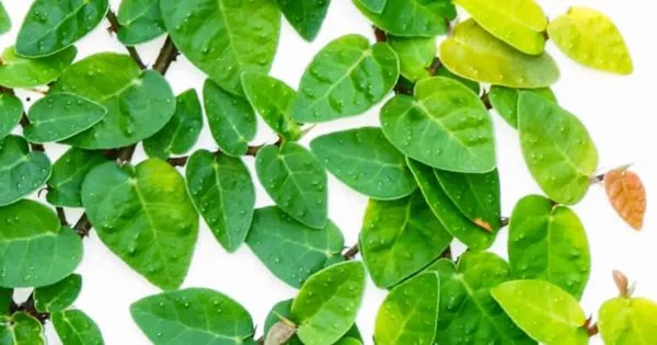ficus-pumila-1200-630-FB-12312018-min-600x315 - Pistoia Verde