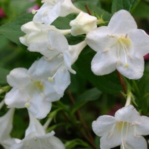 weigela florida bristol snowflake white - Pistoia Verde