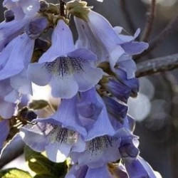 fortunei Fast Blue ® 'Minfast' - Pistoia Verde