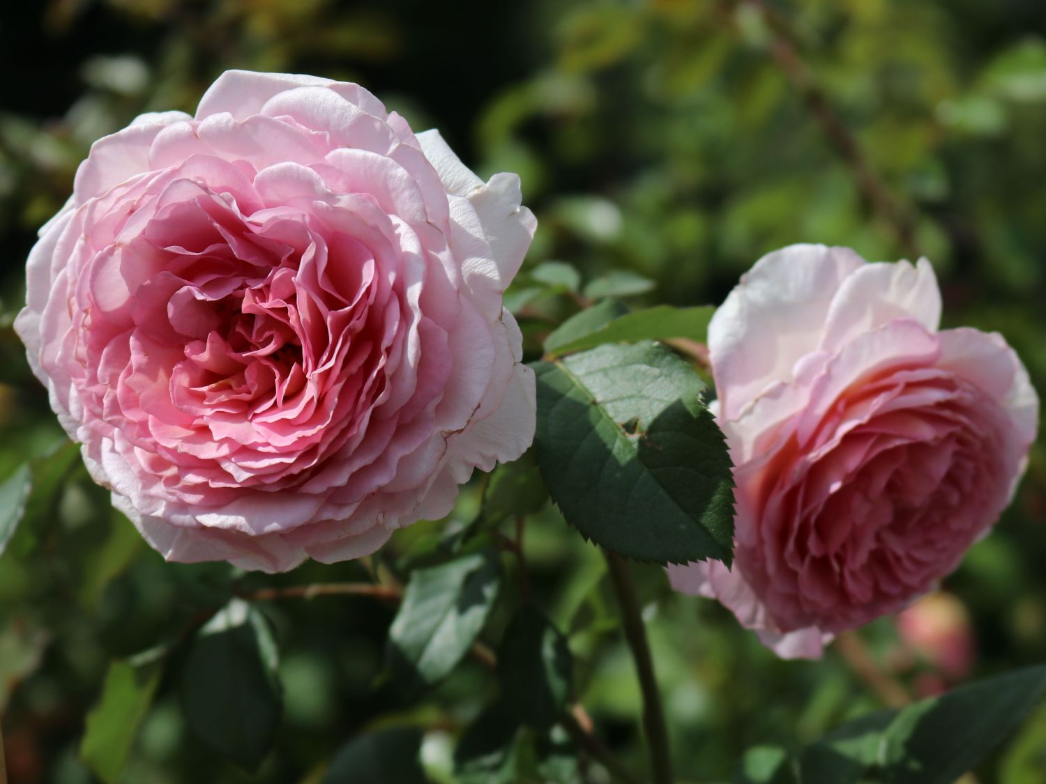 Englische Rose James Galway - Rosa James Galway - Pistoia Verde