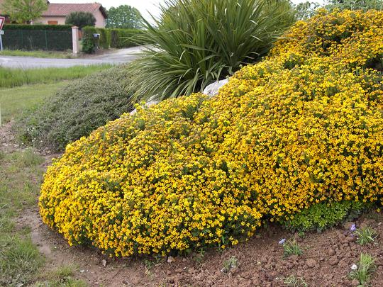 genista lydia - Pistoia Verde