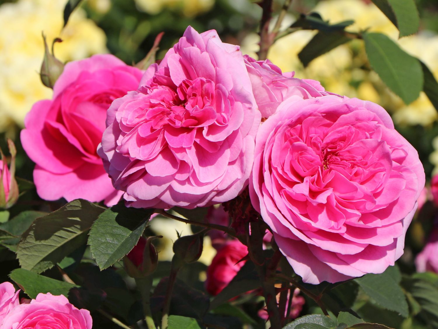 Englische Rose Gertrude Jekyll ® - Rosa Gertrude Jekyll ® - Pistoia Verde
