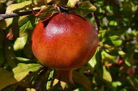 granatum Mollar de Elche + f. - Pistoia Verde