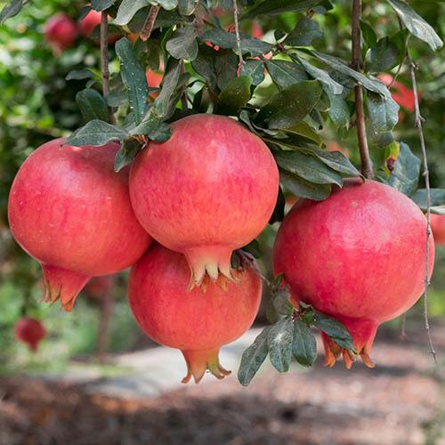 granatum Mollar de Elche + f. - Pistoia Verde