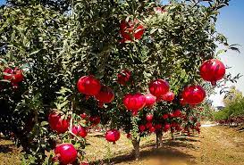 granatum Wonderful + f. - Pistoia Verde