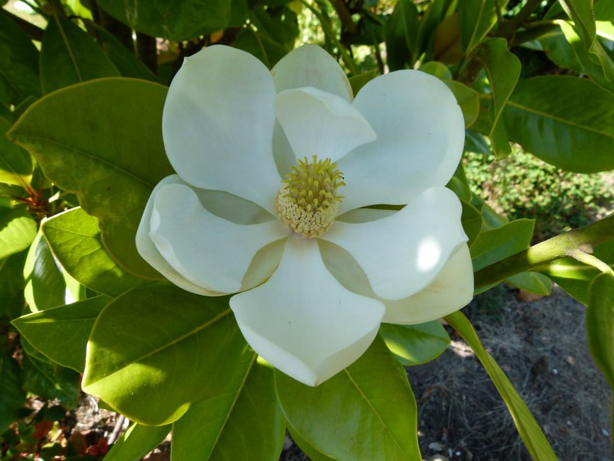 grandiflora François Treyve + f. - Pistoia Verde