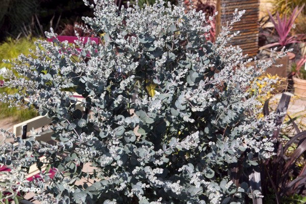 gunni Silverana ® 'Lon40' - Pistoia Verde