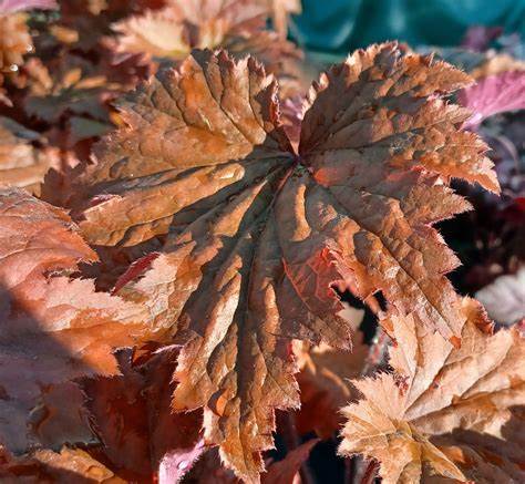 heuchera copper d - Pistoia Verde