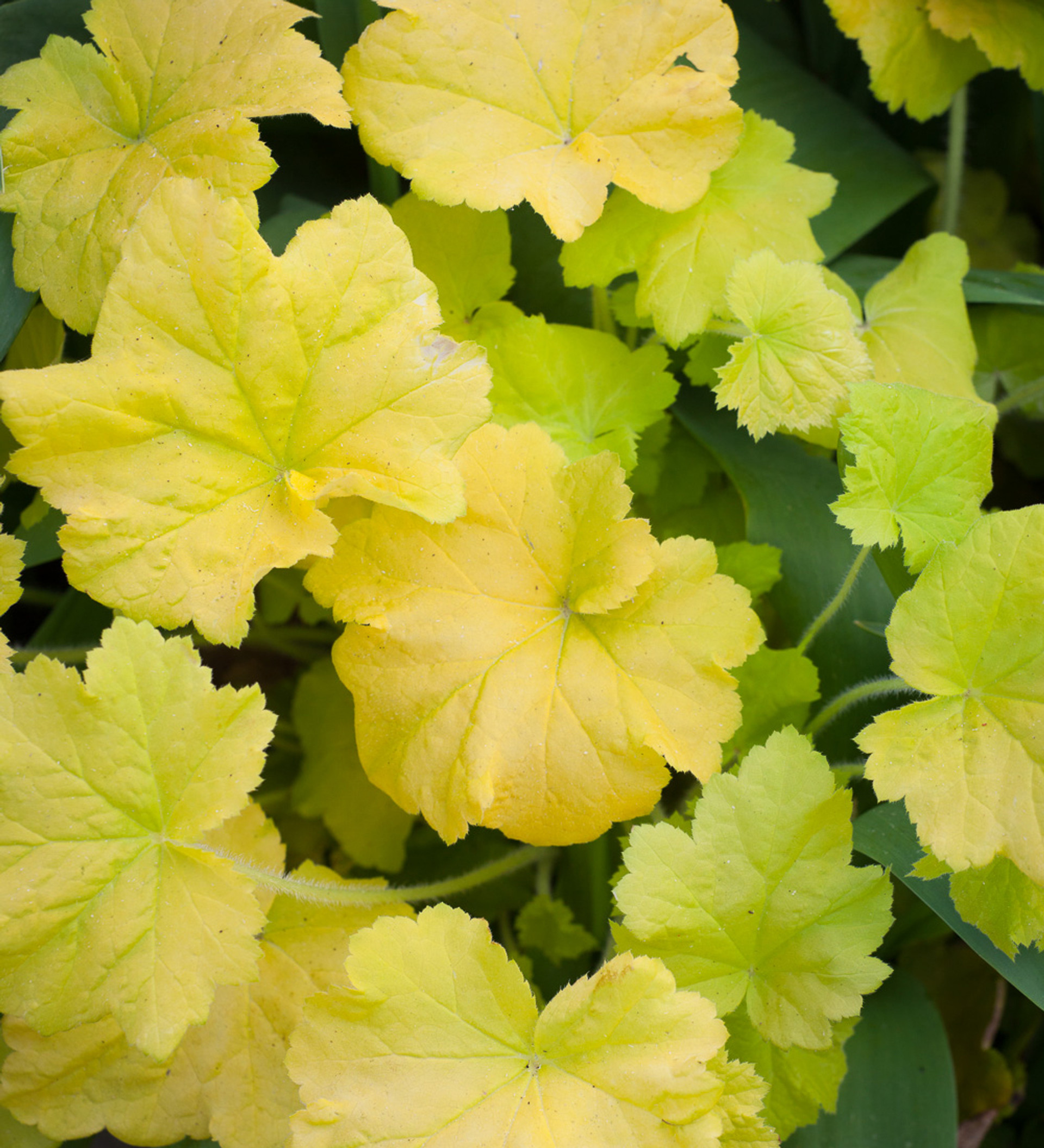 heuchera gialla - Pistoia Verde