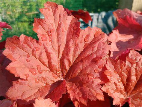 heuchera - Pistoia Verde