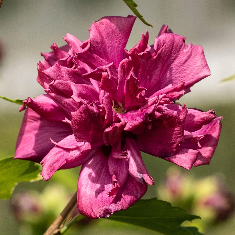 hibiscus-french-cabaret-red-p5409-41311_image - Pistoia Verde