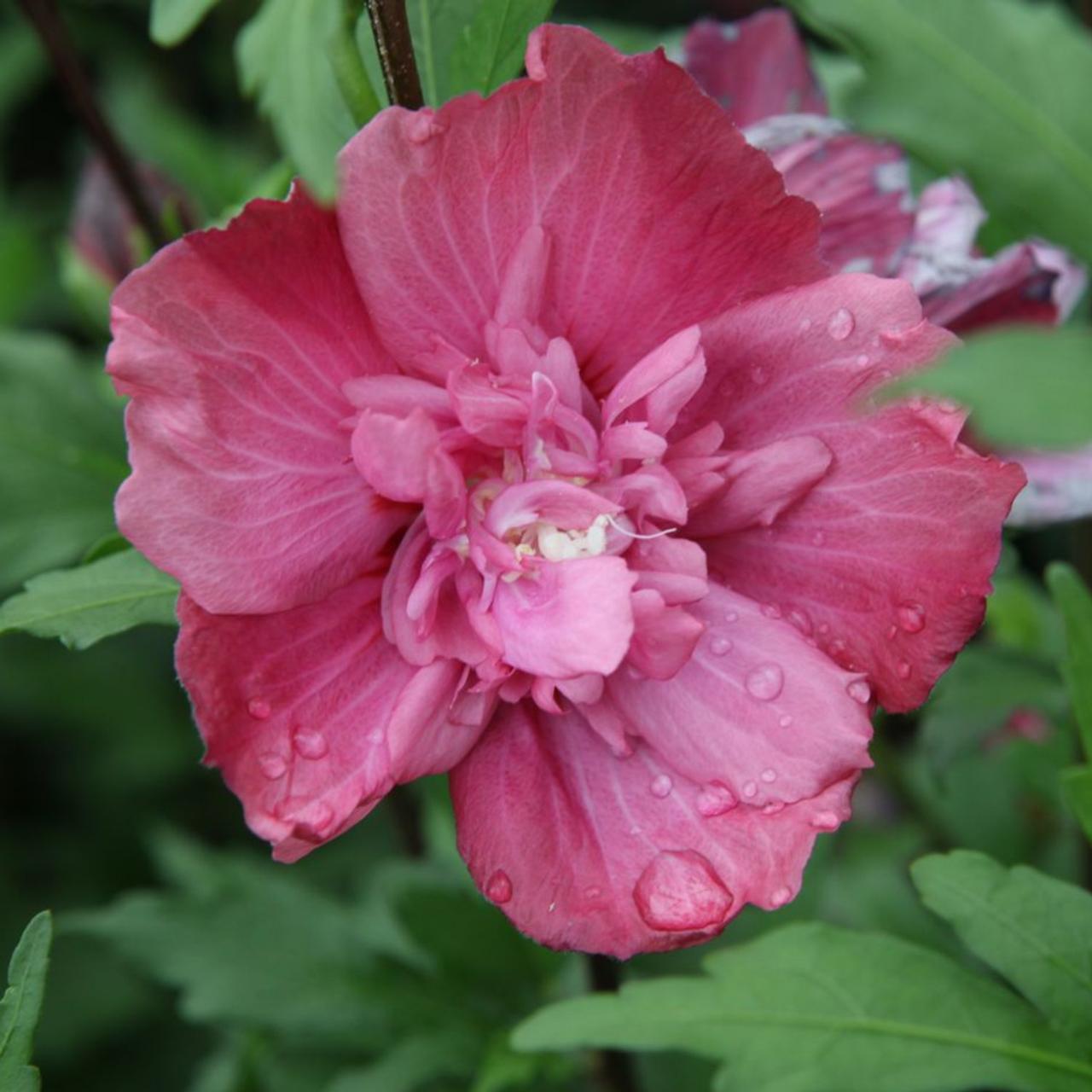 hibiscus-syriacus-freedom - Pistoia Verde
