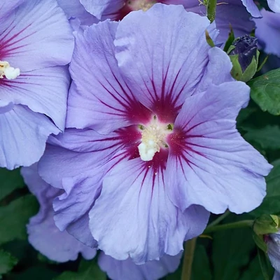 hibiscus_syriacus_sup_blue_malyvacserjejpg - Pistoia Verde