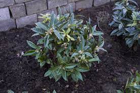 hookeriana var. humilis + f.2 - Pistoia Verde