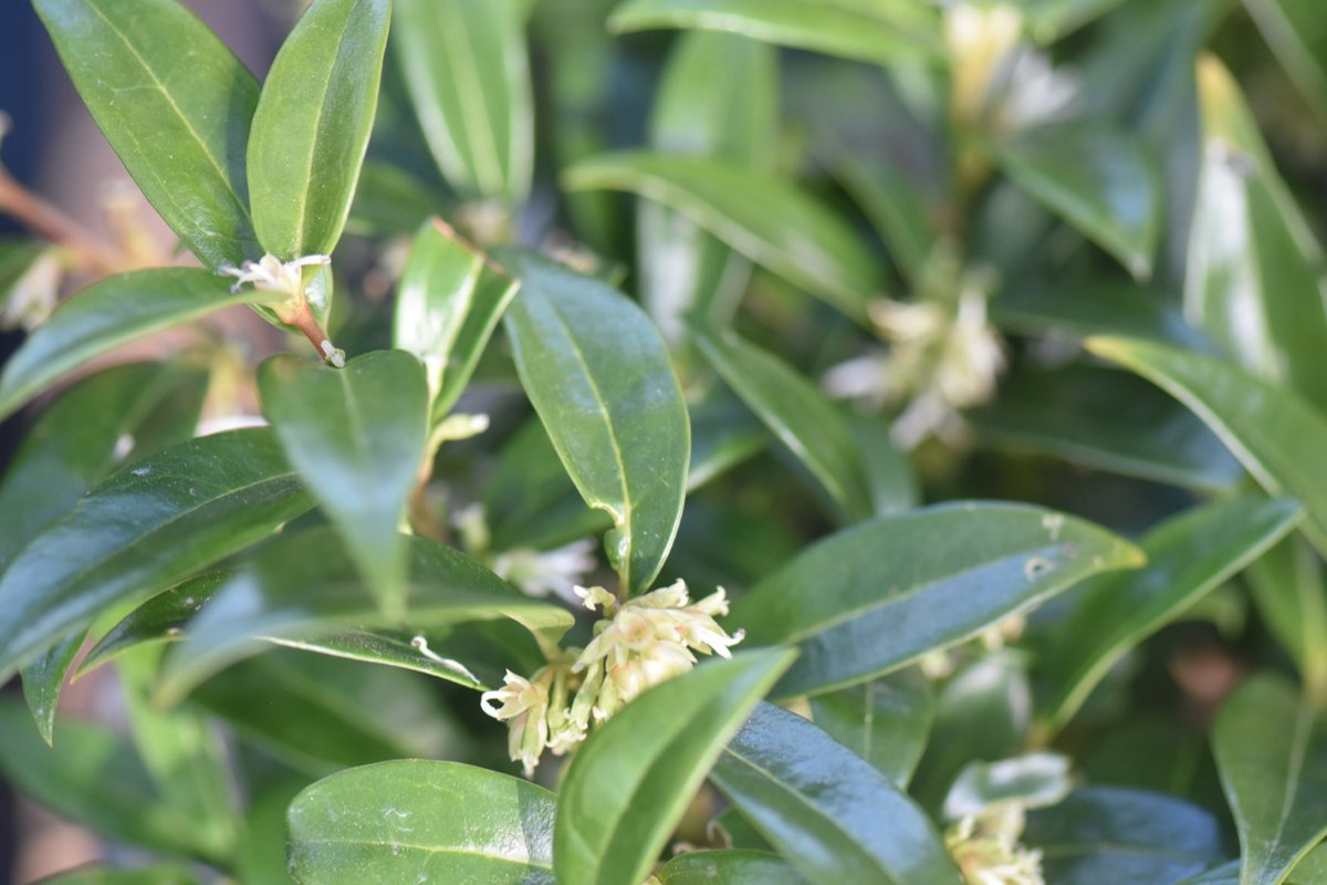 hookeriana var. humilis + f.3 - Pistoia Verde