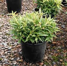 hookeriana var. humilis + f. - Pistoia Verde