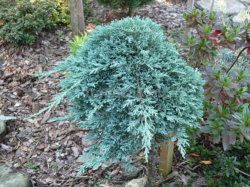 horizontalis Icee Blue ® 'Monber' - Pistoia Verde
