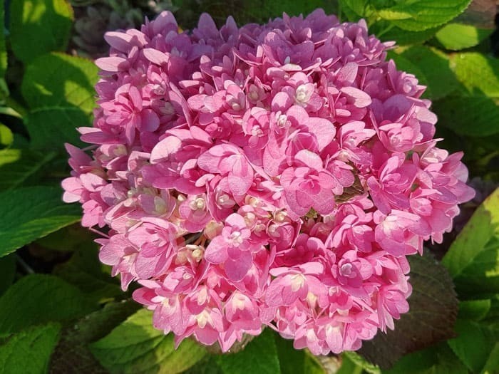 hortensia-stellar-pink - Pistoia Verde
