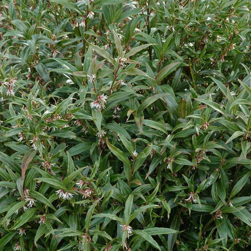 humilis Winter Gem ® + f.2 - Pistoia Verde