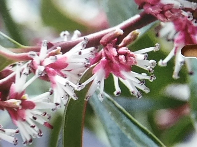 humilis Winter Gem ® + f.3 - Pistoia Verde