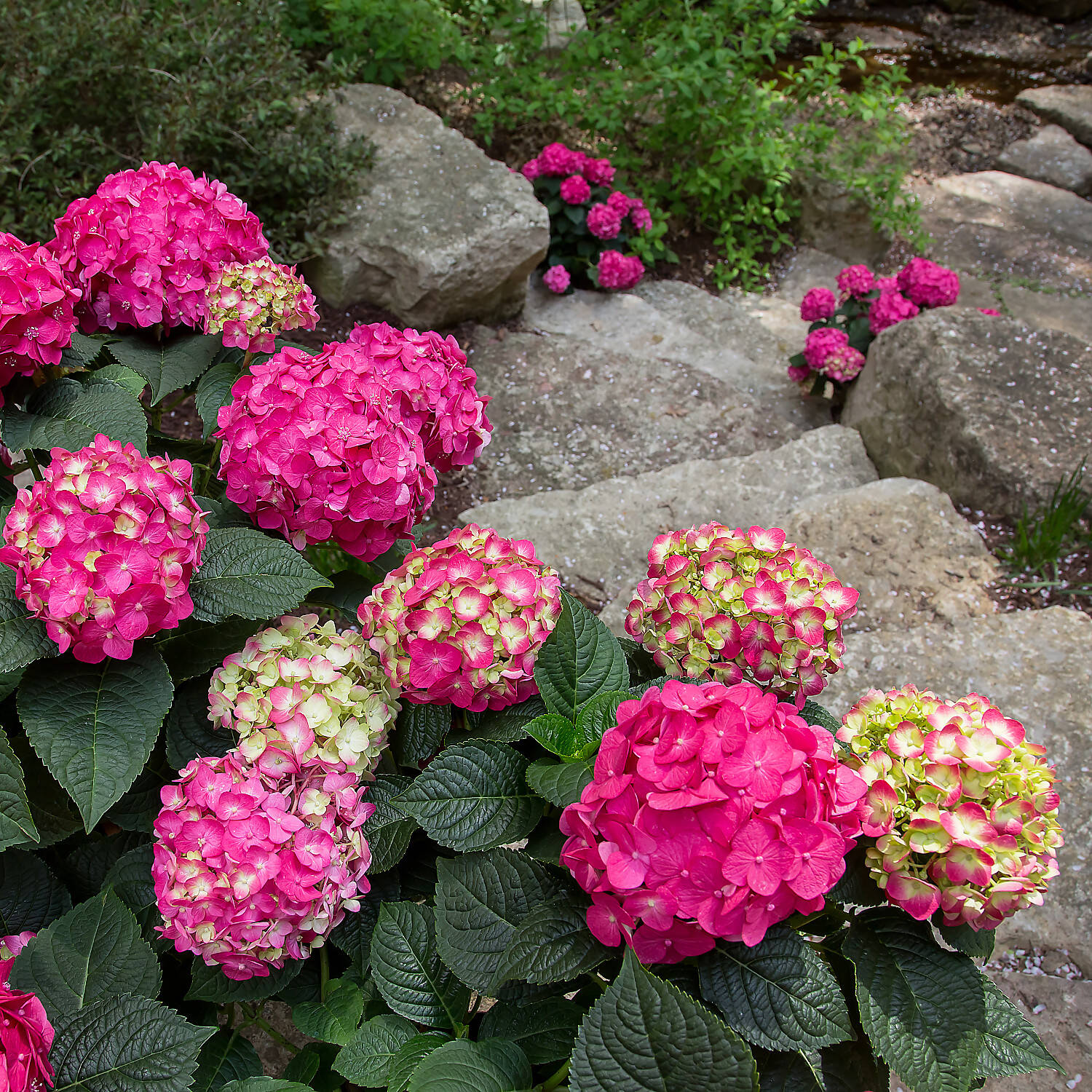 hydrangea-macrophylla-endless-summer-love~2 - Pistoia Verde