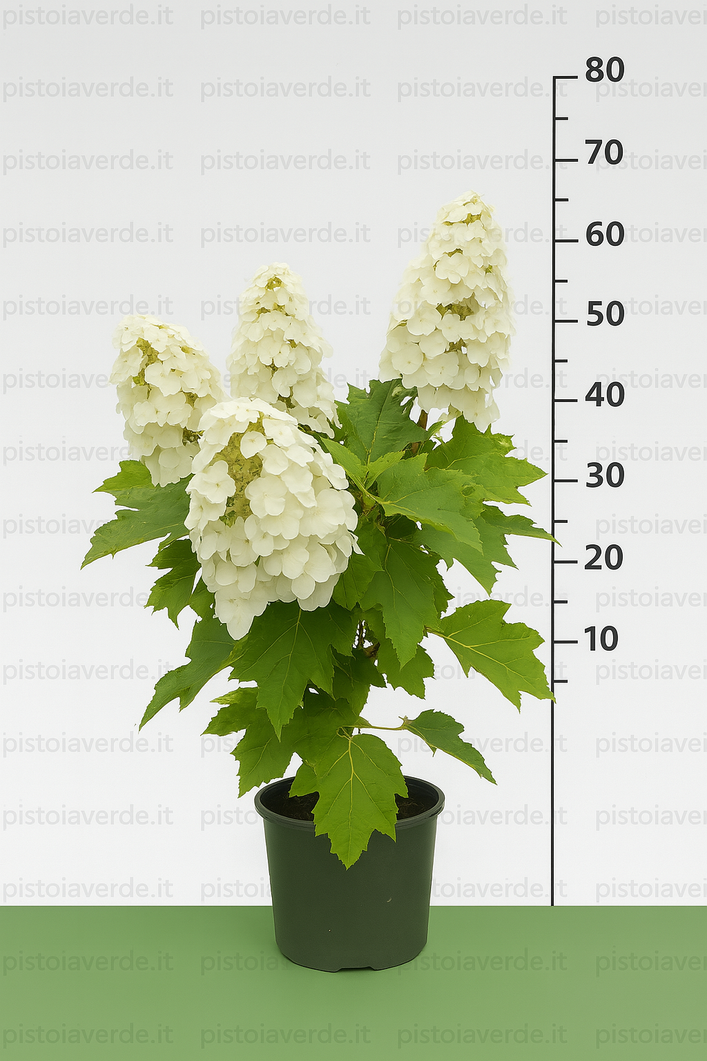 hydrangea munchin - Pistoia Verde