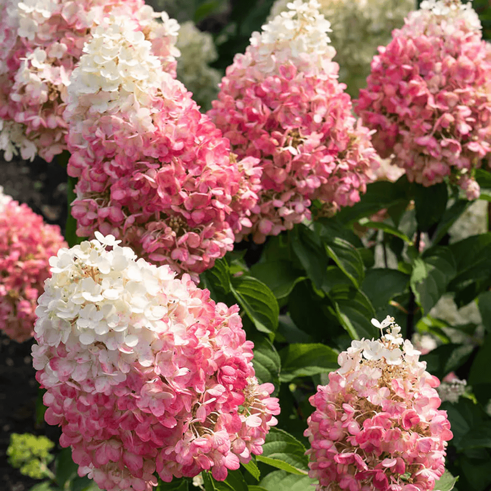 hydrangea-paniculata-living-pinky-promise-p5977-45229_image - Pistoia Verde