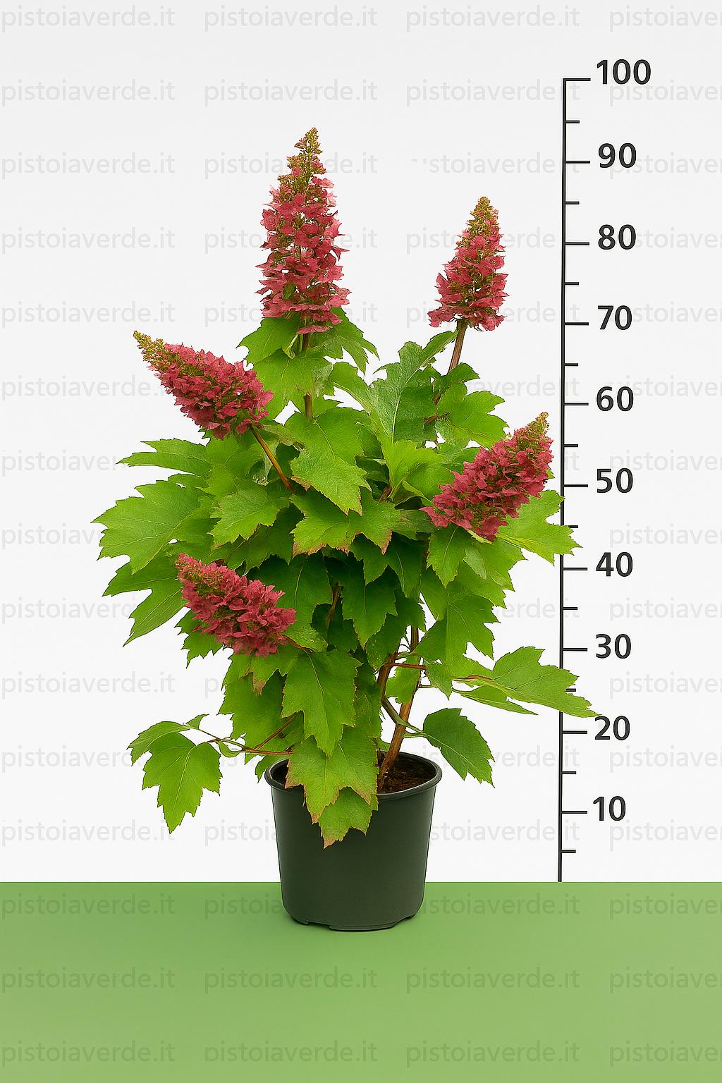 hydrangea ruby - Pistoia Verde