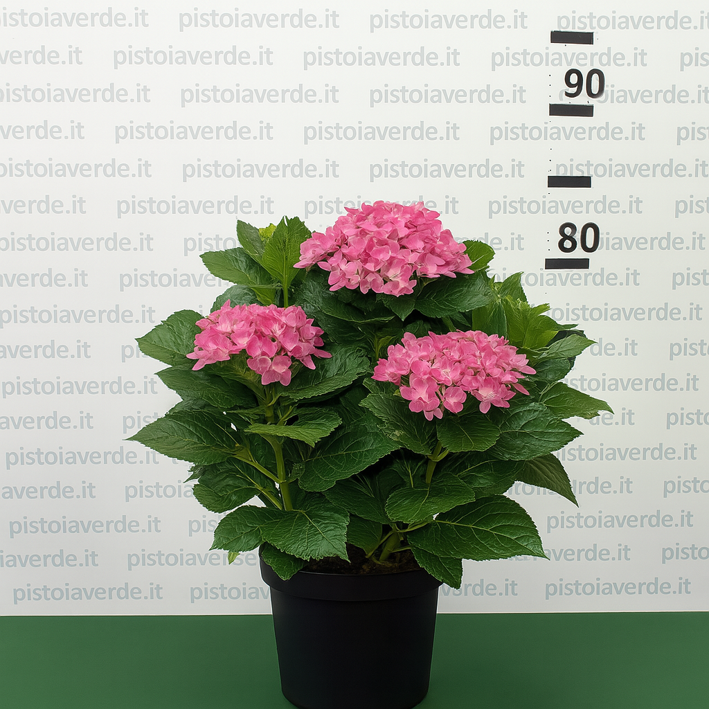 hydrangea stellar - Pistoia Verde