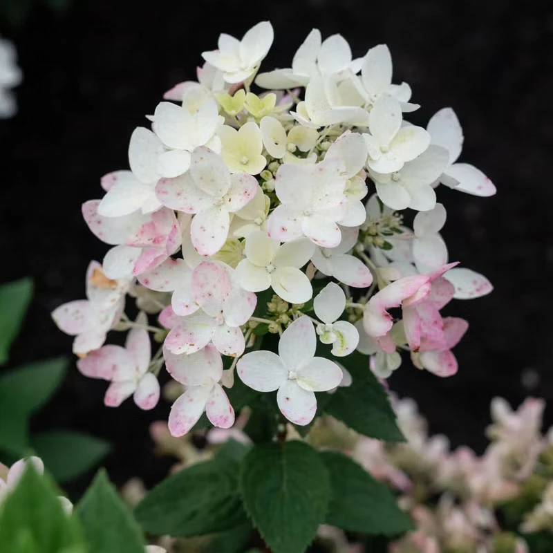 hydrangea-touch-of-pink-800x800-62d9440811c8b_src - Pistoia Verde