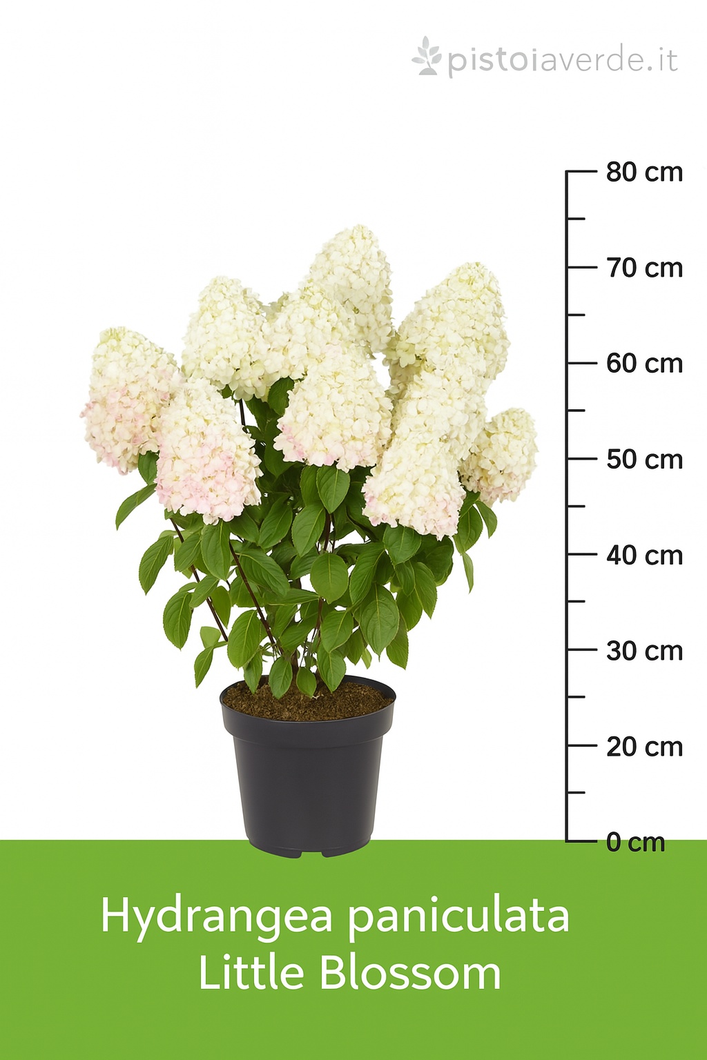 hydrangea_little_blossom_2 - Pistoia Verde