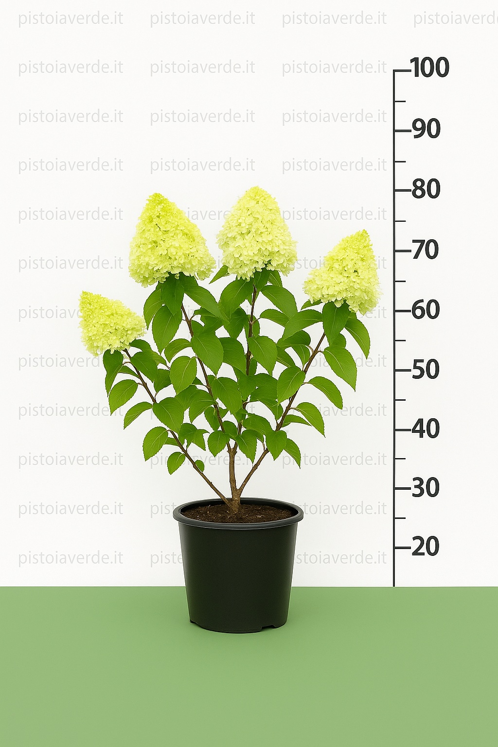 hydrangea_little_passion - Pistoia Verde