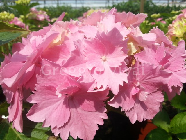 hydrangea_mac_dolce_farfalle - Pistoia Verde