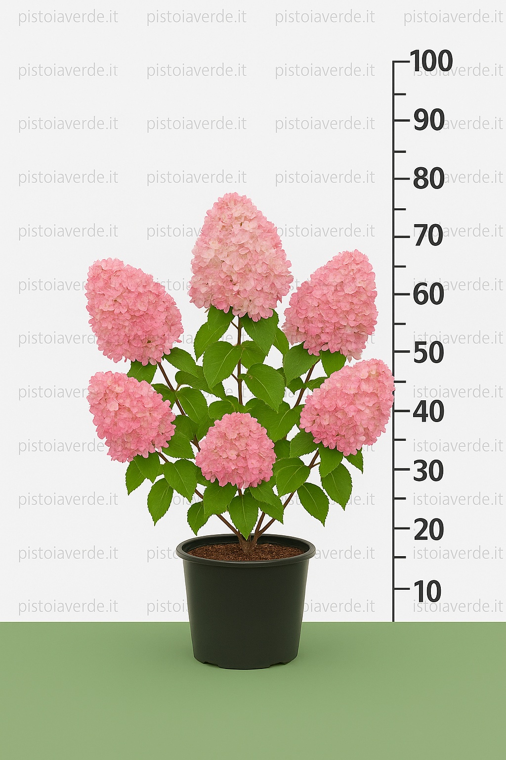 hydrangea_pink_rose - Pistoia Verde