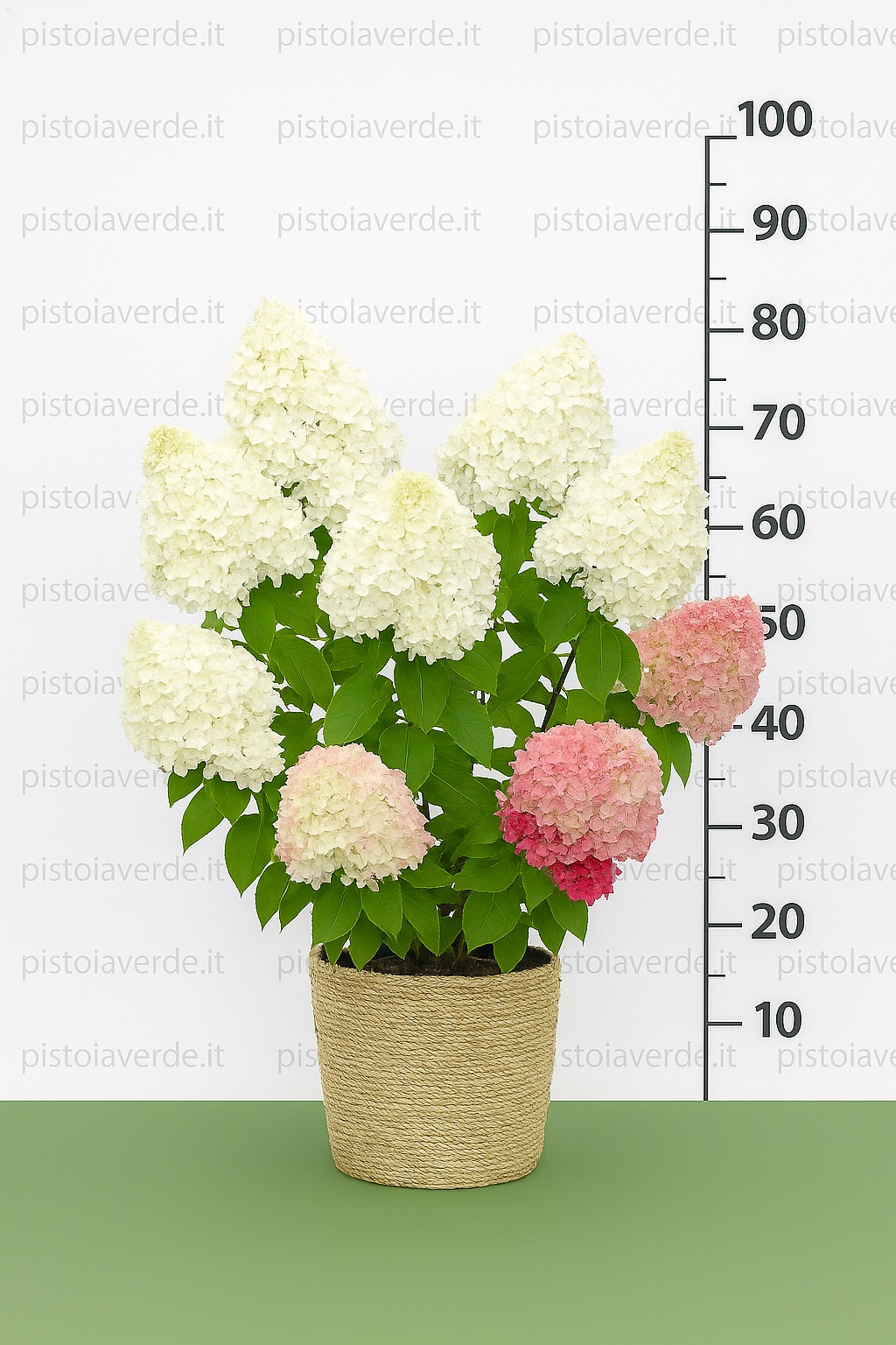 hydrangea_royal_flower - Pistoia Verde