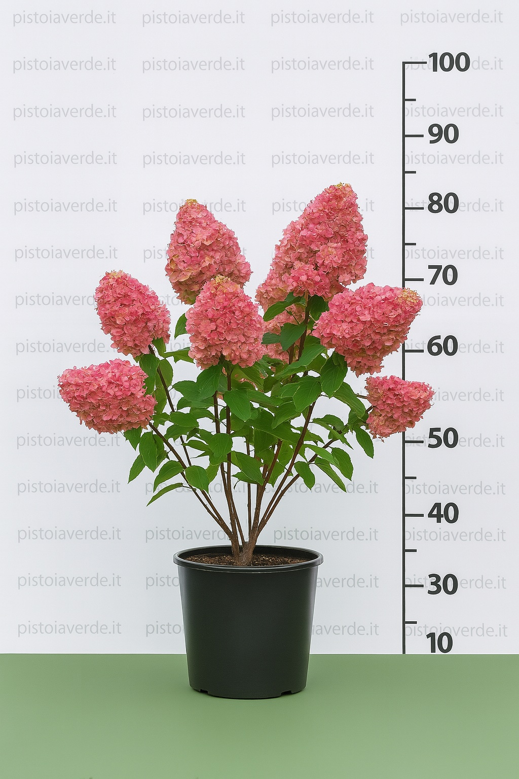 hydrangea_strawberry_cream - Pistoia Verde