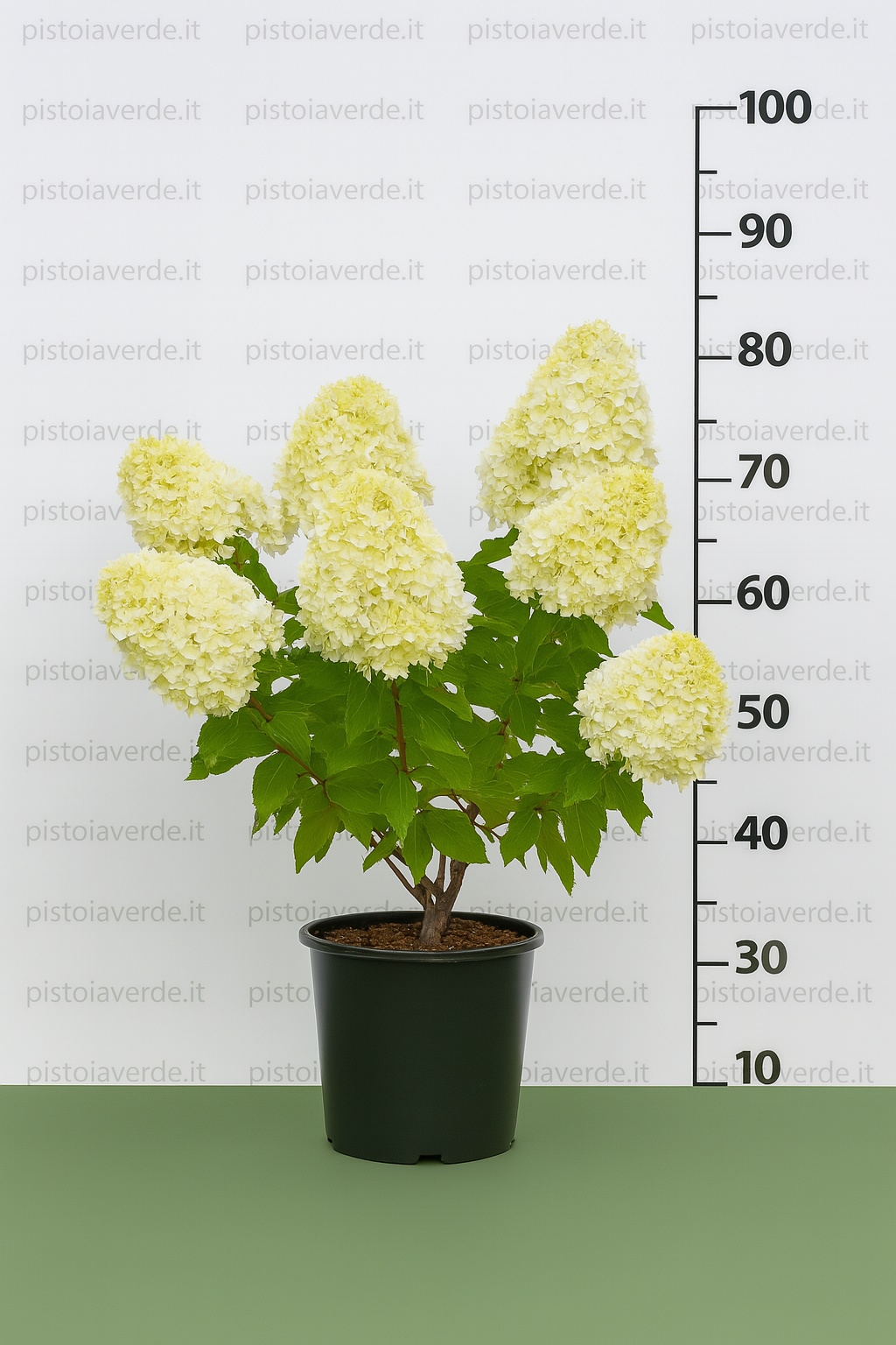 hydrangea_summer_snow - Pistoia Verde