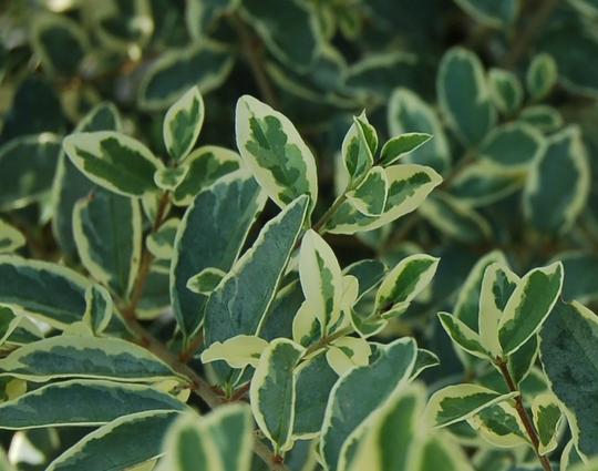 ibota Musli ® Muster - Pistoia Verde