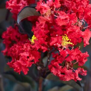 indica Black Solitaire ® Crimson Red (Ebony Fire) + f. - Pistoia Verde