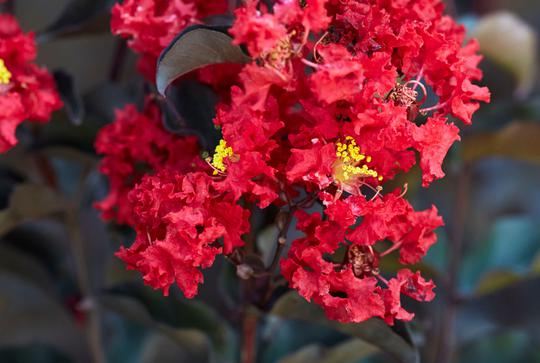 indica Black Solitaire ® Crimson Red (Ebony Fire) + f. - Pistoia Verde