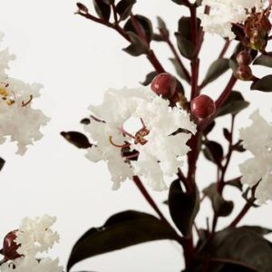 indica Black Solitaire ® Pure White (Ebony & Ivory) + f. - Pistoia Verde