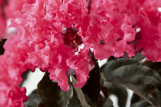 indica Black Solitaire ® Shell Pink + f. - Pistoia Verde