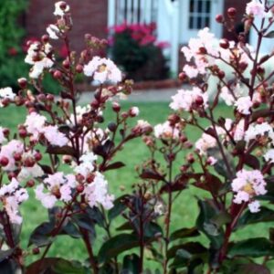 indica Rhapsody in Pink ® 'Whit III' - Pistoia Verde
