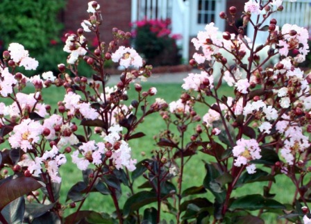 indica Rhapsody in Pink ® 'Whit III' - Pistoia Verde